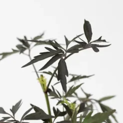 Rødbladet hyld - Sæt med 2 - Sambucus nigra Black Lace - Højde 25-40cm - ⌀17cm