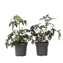 Rødbladet hyld - Sæt med 4 - Sambucus nigra Black Lace - Højde 25-40cm - ⌀17cm