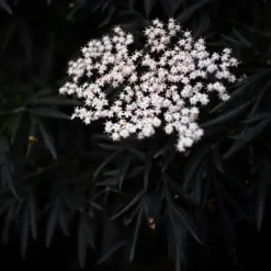 Rødbladet hyld - Sæt med 4 - Sambucus nigra Black Lace - Højde 25-40cm - ⌀17cm