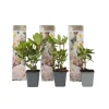 Rhododendron - Sæt med 3 - Busk 'Cunningham's White' - Højde 25-40cm - ⌀9cm