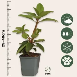 Rhododendron - Sæt med 3 - Busk 'Cunningham's White' - Højde 25-40cm - ⌀9cm