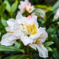 Rhododendron - Sæt med 3 - Busk 'Cunningham's White' - Højde 25-40cm - ⌀9cm