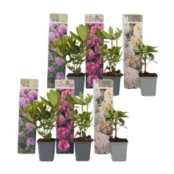 Rhododendronbusk - Sæt med 6 - Rhododendron catawbiense - Højde 25-40cm - ⌀9cm