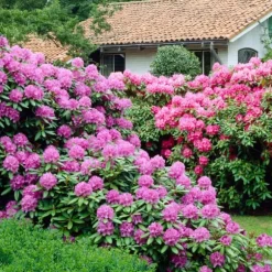 Rhododendronbusk - Sæt med 6 - Rhododendron catawbiense - Højde 25-40cm - ⌀9cm
