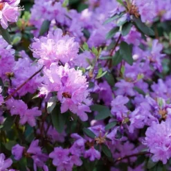 Rhododendronbusk - Sæt med 6 - Rhododendron catawbiense - Højde 25-40cm - ⌀9cm