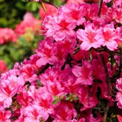 Rhododendronbusk - Sæt med 6 - Rhododendron catawbiense - Højde 25-40cm - ⌀9cm