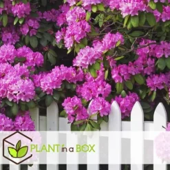 Rhododendronbusk - Sæt med 6 - Rhododendron catawbiense - Højde 25-40cm - ⌀9cm