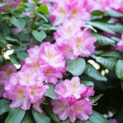 Rhododendronbusk - Sæt med 3 - R. roseum 'Elegans pink' - Højde 25-40cm - ⌀9cm