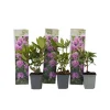 Rhododendronbusk - Sæt med 3 - R. 'Catawbiense purple' - Højde 25-40cm - ⌀9cm