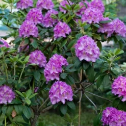 Rhododendronbusk - Sæt med 3 - R. 'Catawbiense purple' - Højde 25-40cm - ⌀9cm
