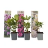 Rhododendronbusk - Sæt med 3 - Rhododendron catawbiense - Højde 25-40cm - ⌀9cm