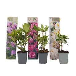 Rhododendronbusk - Sæt med 3 - Rhododendron catawbiense - Højde 25-40cm - ⌀9cm