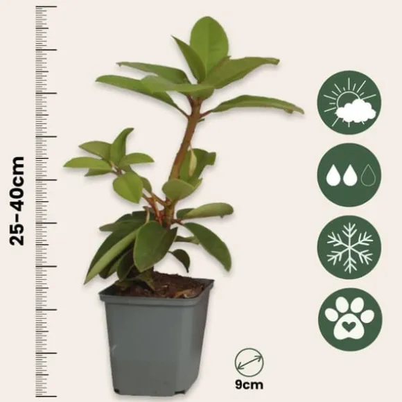 Rhododendronbusk - Sæt med 3 - Rhododendron catawbiense - Højde 25-40cm - ⌀9cm