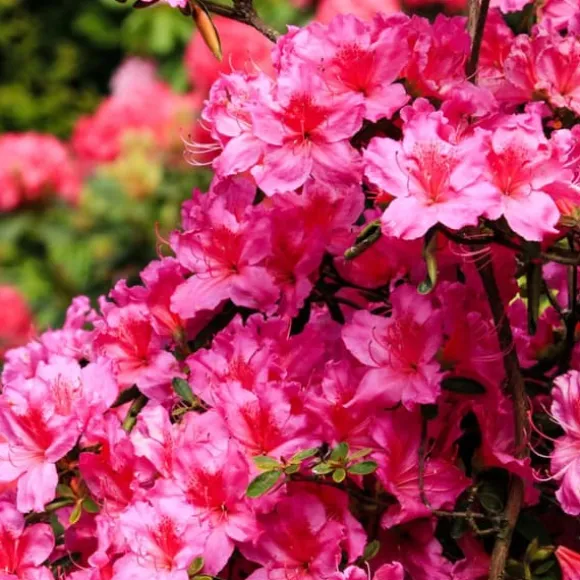Rhododendronbusk - Sæt med 3 - Rhododendron catawbiense - Højde 25-40cm - ⌀9cm