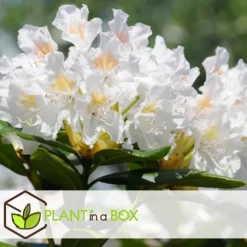 Rhododendronbusk - Sæt med 3 - Rhododendron catawbiense - Højde 25-40cm - ⌀9cm