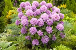 Rhododendronbusk - Sæt med 3 - Rhododendron catawbiense - Højde 25-40cm - ⌀9cm