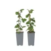 Ribs - Sæt med 2 - Ribes rubrum 'Jonkheer van Tets' - Højde 50-60cm - ⌀15cm