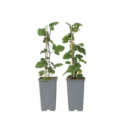 Ribs - Sæt med 2 - Ribes rubrum 'Jonkheer van Tets' - Højde 50-60cm - ⌀15cm