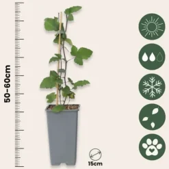 Ribs - Sæt med 2 - Ribes rubrum 'Jonkheer van Tets' - Højde 50-60cm - ⌀15cm