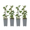 Ribs - Sæt med 4 - Ribes rubrum 'Jonkheer van Tets' - Højde 50-60cm - ⌀15cm