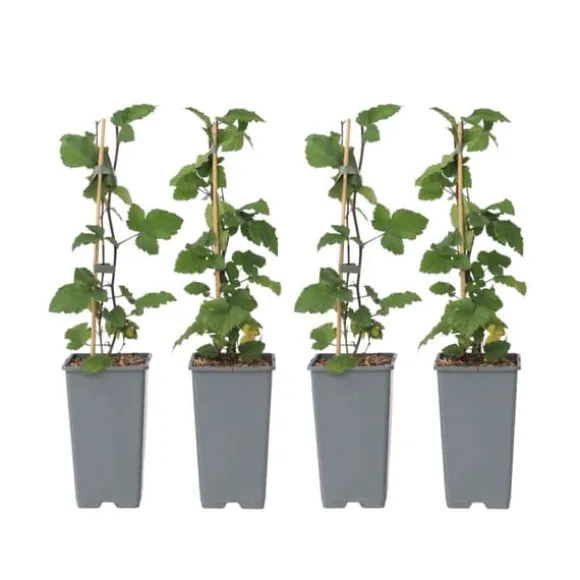 Ribs - Sæt med 4 - Ribes rubrum 'Jonkheer van Tets' - Højde 50-60cm - ⌀15cm