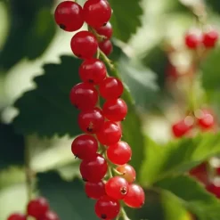 Ribs - Sæt med 4 - Ribes rubrum 'Jonkheer van Tets' - Højde 50-60cm - ⌀15cm