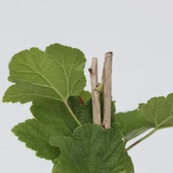 Ribs - Sæt med 4 - Ribes rubrum 'Jonkheer van Tets' - Højde 50-60cm - ⌀15cm