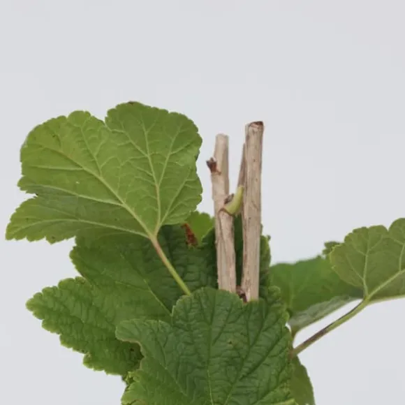 Ribs - Sæt med 4 - Ribes rubrum 'Jonkheer van Tets' - Højde 50-60cm - ⌀15cm