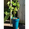RIVIERA SOLEILLA blomlåda - Plast - Höjd 53 cm - Blå
