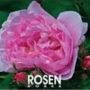 Rosen 2025