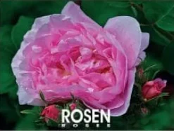 Rosen 2025