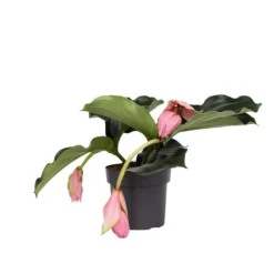 Rosendrue - Medinilla magnifica - Højde 40-50cm - ⌀17cm