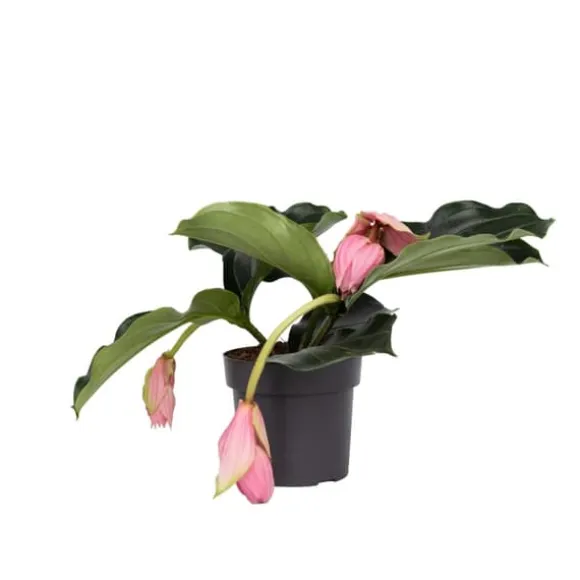 Rosendrue - Medinilla magnifica - Højde 40-50cm - ⌀17cm