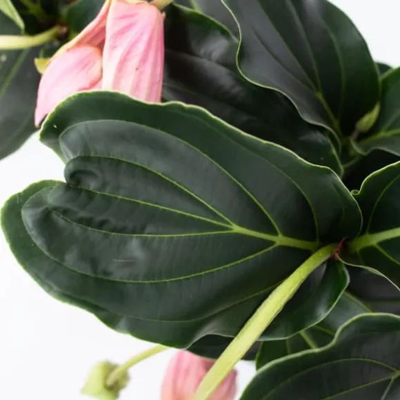 Rosendrue - Medinilla magnifica - Højde 40-50cm - ⌀17cm