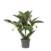 Rosendrue - Medinilla magnifica - Højde 55-60cm - ⌀17cm