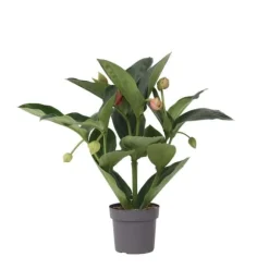 Rosendrue - Medinilla magnifica - Højde 55-60cm - ⌀17cm