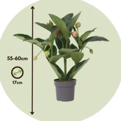 Rosendrue - Medinilla magnifica - Højde 55-60cm - ⌀17cm