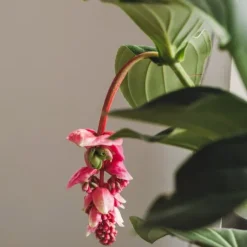 Rosendrue - Medinilla magnifica - Højde 55-60cm - ⌀17cm