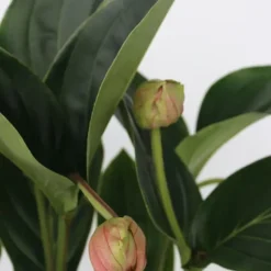 Rosendrue - Medinilla magnifica - Højde 55-60cm - ⌀17cm