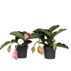Rosendrue - Sæt med 2 - Medinilla magnifica - Højde 40-50cm - ⌀17cm