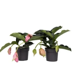 Rosendrue - Sæt med 2 - Medinilla magnifica - Højde 40-50cm - ⌀17cm
