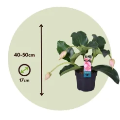 Rosendrue - Sæt med 2 - Medinilla magnifica - Højde 40-50cm - ⌀17cm