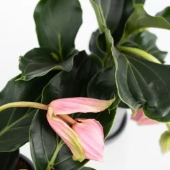 Rosendrue - Sæt med 2 - Medinilla magnifica - Højde 40-50cm - ⌀17cm