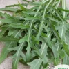 Rucolafrø, årlig rucola, 0,5 g