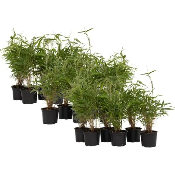 Rufa bambus - Sæt med 18 - Fargesia rufa - Højde 25-40cm - ⌀13cm