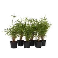 Rufa bambus - Sæt med 6 - Fargesia rufa - Højde 25-40cm - ⌀13cm