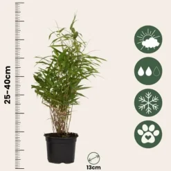 Rufa bambus - Sæt med 6 - Fargesia rufa - Højde 25-40cm - ⌀13cm