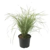 Sandrør - Calamagrostis acutiflora 'Overdam' - Højde 20-30cm - ⌀23cm