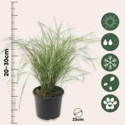 Sandrør - Calamagrostis acutiflora 'Overdam' - Højde 20-30cm - ⌀23cm