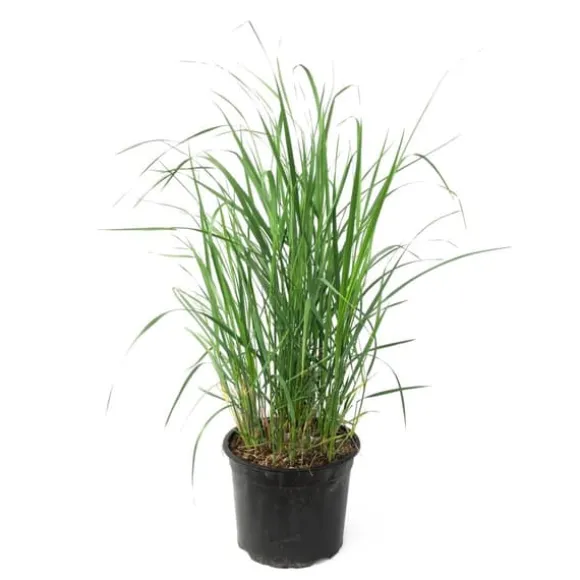 Sandrør - Calamagrostis 'Karl Foerster' - Højde 40-60cm - ⌀23cm